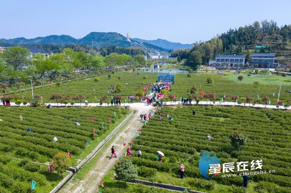 沩山采茶忙,宁乡好春光:宁乡沩山第三届茶旅文化节即将启幕