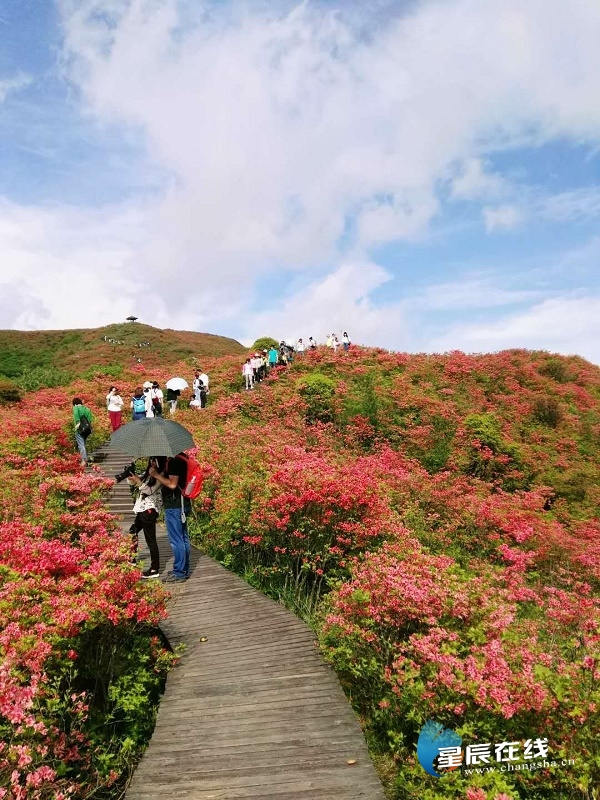 星辰文艺丨林鹏大围山杜鹃花海