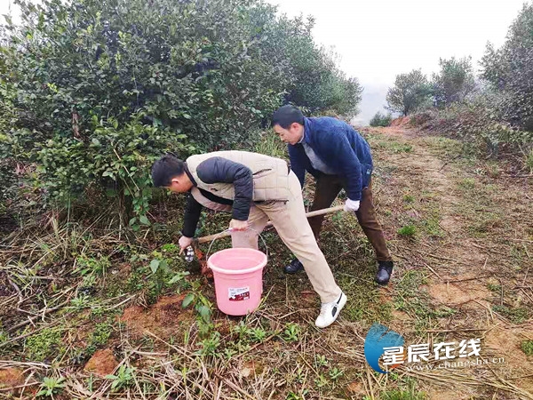 浏阳枨冲镇开展义务植树活动 为满山油茶施肥植致富树