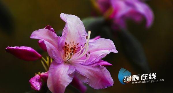 星辰文艺|乐山人:杜鹃花