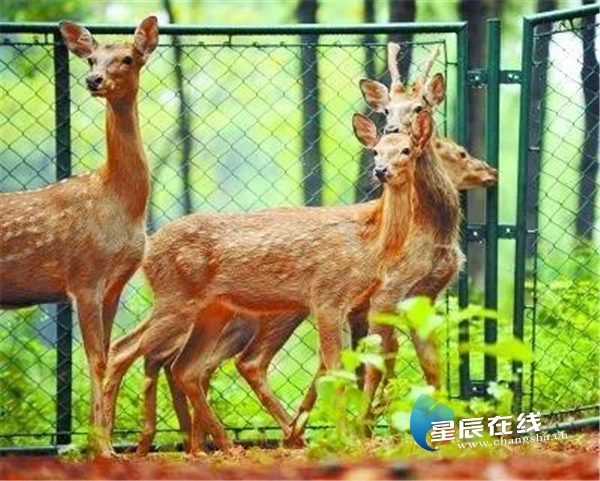 打卡这条精品路线,治愈又解压  长沙生态动物园坐落在市南暮云镇西湖