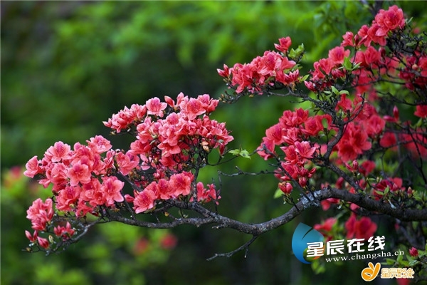 永州阳明山杜鹃花图片