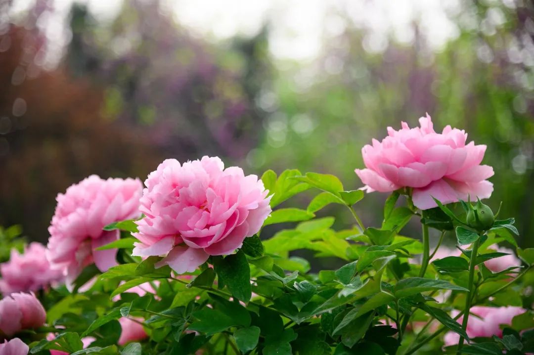 神都洛阳牡丹花图片素材