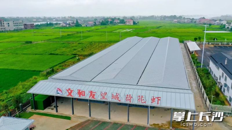 文和友小龙虾养殖分公司。均为受访者供图