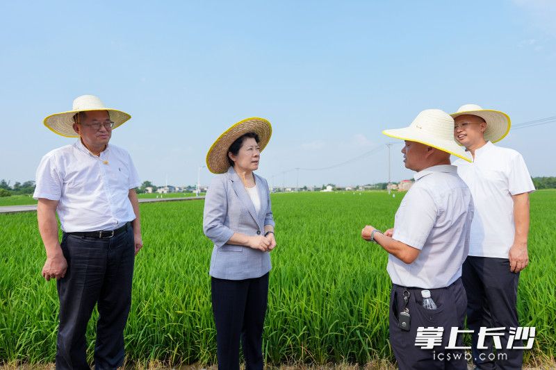 金洲镇箭楼村万亩粮食示范片调研现场。 均为长沙晚报全媒体记者 郭雨滴 摄