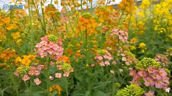 真好看江西一大学培育出38种颜色油菜花网友请问这是彩虹吗