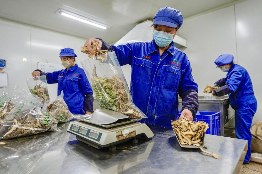 2026年1月26日，工作人员在宁夏固原市隆德县一家药材加工企业分包当归。新华社记者 杨植森 摄