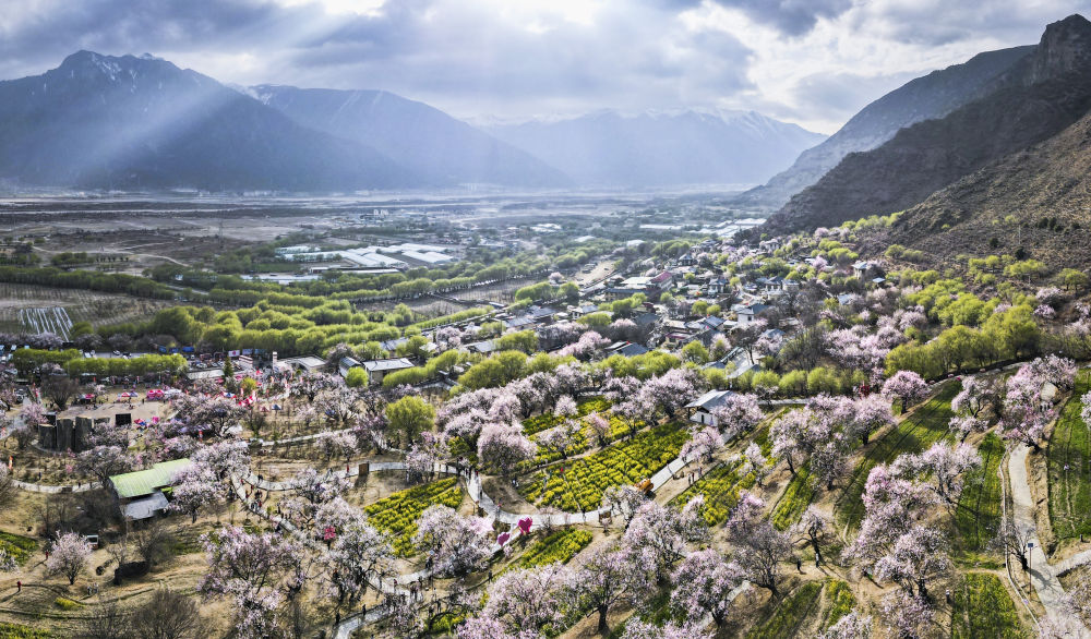 这是在西藏林芝市巴宜区嘎拉村拍摄的桃花（2025年3月29日摄，无人机全景照片）。新华社记者 齐芷玥 摄