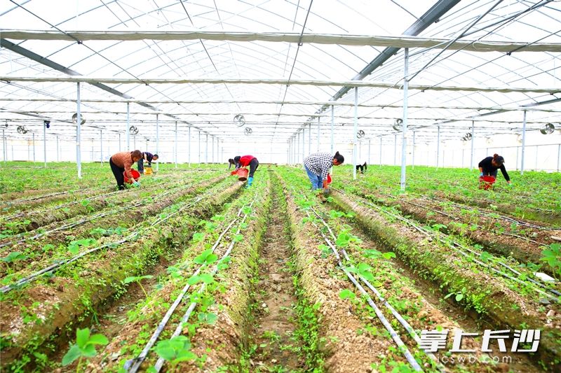 在位于宁乡夏铎铺镇凤桥社区的时代阳光现代农业产业园的智能大棚里,村民们正在种植新品种。长沙晚报全媒体记者 张禹 摄