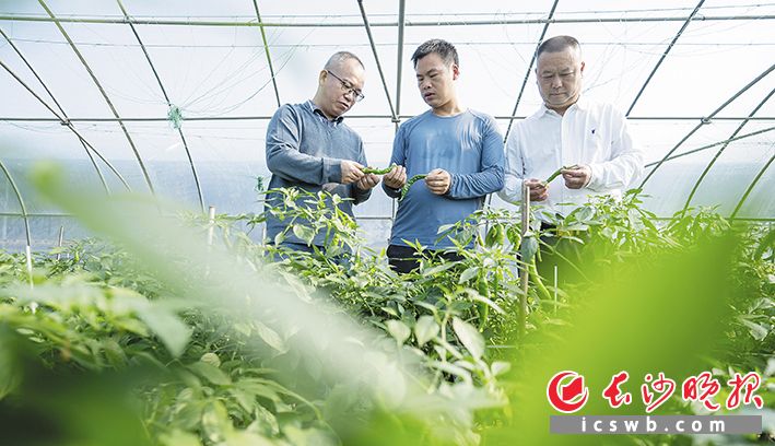 湖南农业大学教授欧立军（左）在辣椒大棚内对种植大户进行现场指导。长沙晚报全媒体记者 邹麟 摄