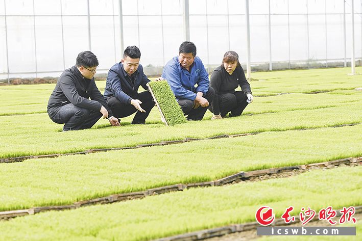 盛世农丰负责人、90后种粮大户何广(左二)正在察看秧苗情况。长沙晚报全媒体记者 王志伟 摄