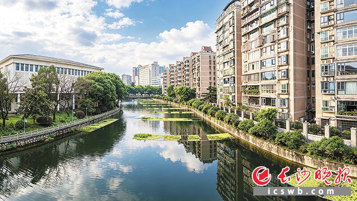 向阳湖通过采用清污除杂、生态种植、设备升级、活水循环等举措，建立起长效运维机制。 长沙晚报全媒体记者 陈飞 摄