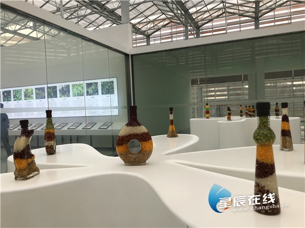 浏阳永安种子博物馆藏着大秘密 看看这些种子你认识多少?