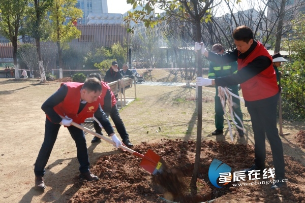 不负春光添新绿 长沙县园林中心开展义务植树活gogo体育动(图1)