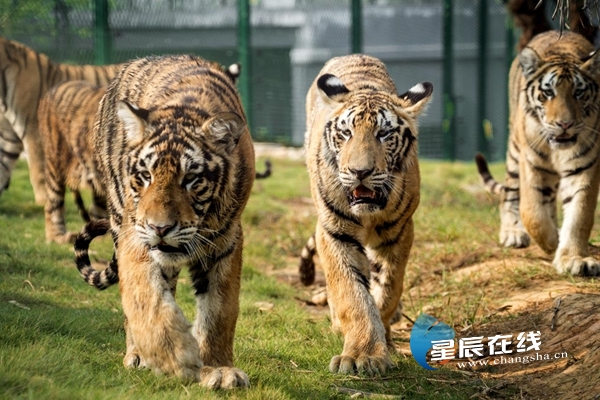 document_news_content_662e3a6b842f5_watermark1.jpg