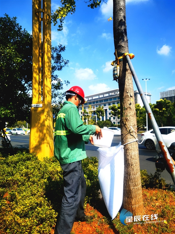 不惧高温“烤”验 长沙全面开启“抗旱保绿”给树木输液“解渴防开云体育暑”(图1)