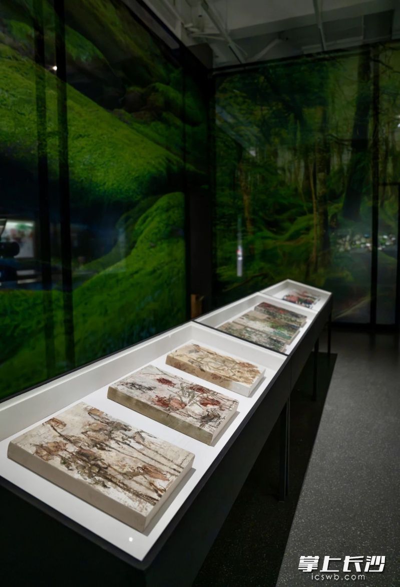 “植物日记”展览一隅。