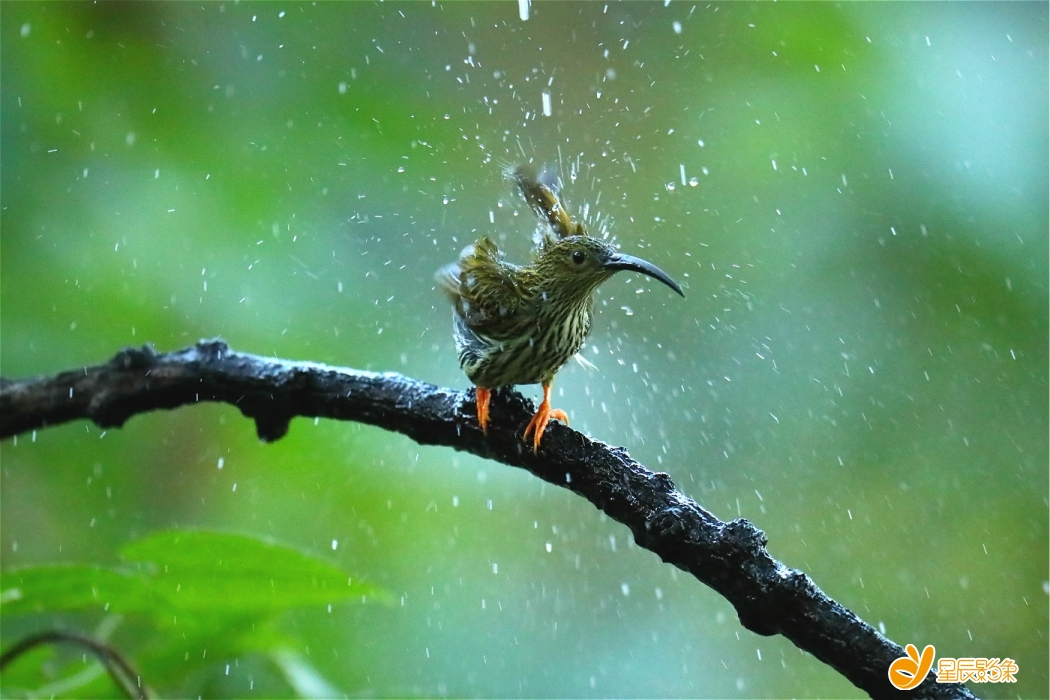 夏天的雨 王峰图片