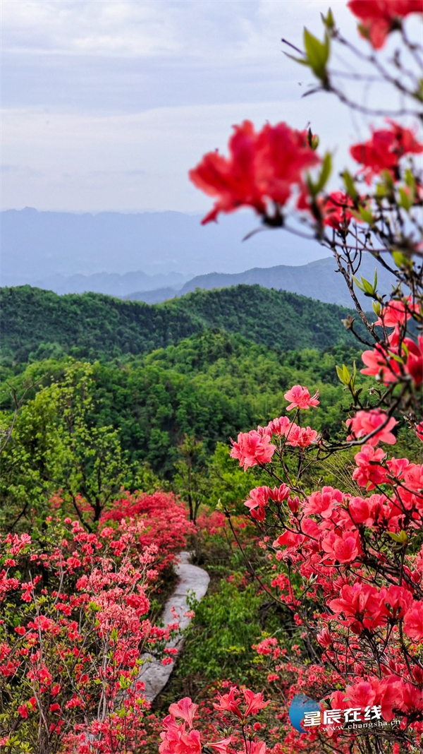 以乡愁为基色,张家界后花园的杜鹃山与九渡溪