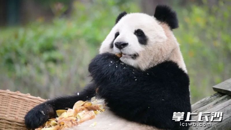 大熊猫正在吃笋子。