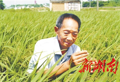 湖南日报深读|这颗种子,孕育无限可能——走进“长沙·中国隆平种业硅谷”隆平高科技园