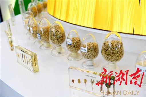 湖南日报深读|这颗种子,孕育无限可能——走进“长沙·中国隆平种业硅谷”隆平高科技园