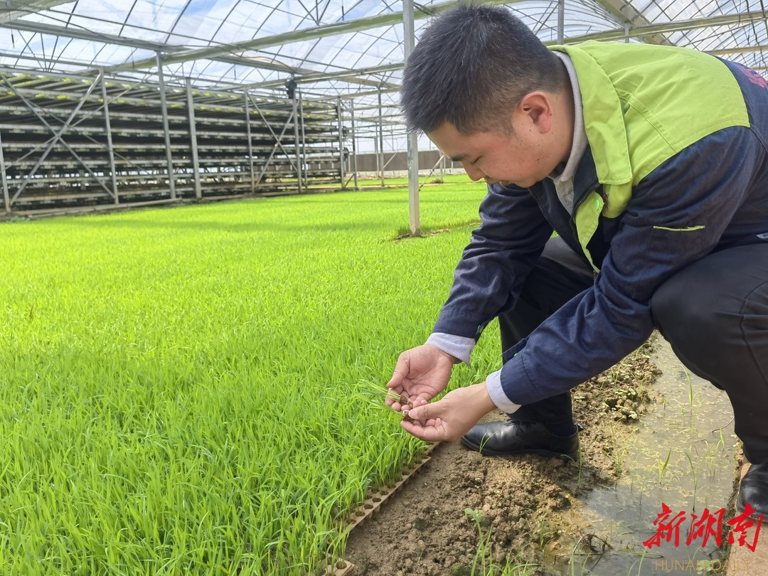 浏阳河畔春风唱  防疫生产两手抓|①浏阳市龙伏镇智能育秧助春耕​