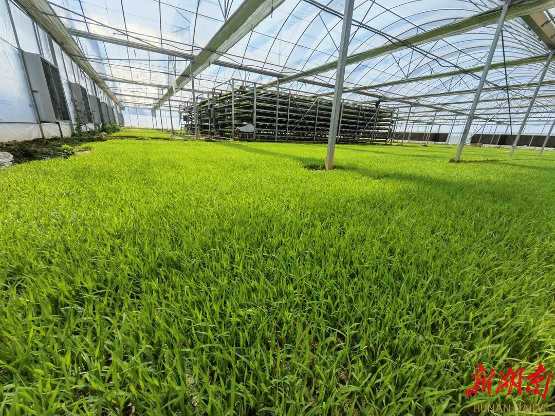 浏阳河畔春风唱  防疫生产两手抓|①浏阳市龙伏镇智能育秧助春耕​