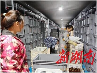 拼经济、抓发展，望城区乔口镇实现农产品销售&ldquo;开门红&rdquo;