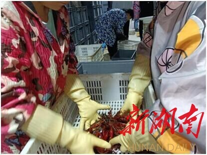 拼经济、抓发展，望城区乔口镇实现农产品销售&ldquo;开门红&rdquo;