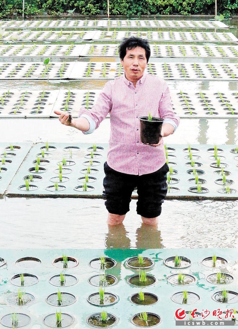 　　傅珍检告诉记者，今年水上种稻技术输出新增了300多亩。