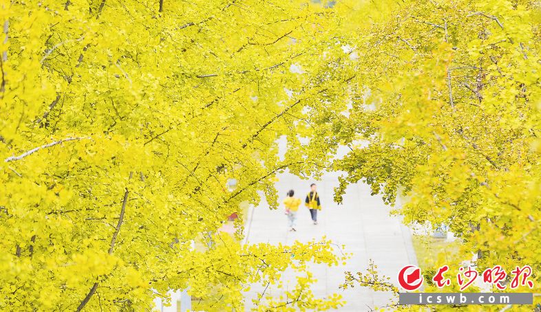 　　近日，长沙气温低，湘府文化公园里一排排银杏开始变得金黄，迎来最佳观赏期。　　长沙晚报全媒体记者 邹麟 摄