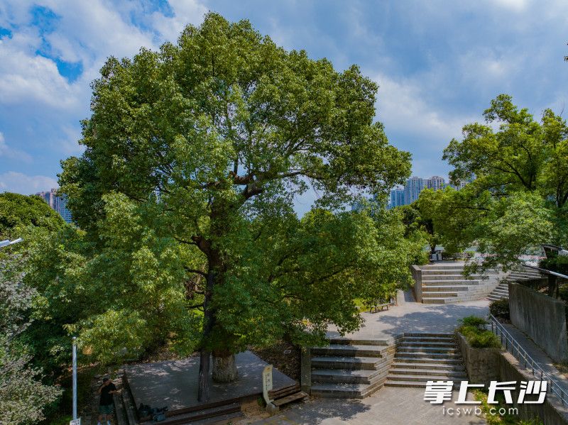 浏阳河东屯渡渡口旁,一棵古樟树见证了解放军入城盛况,群众称它为“迎解古樟”。照片除署名外均为长沙晚报全媒体记者 邹麟 摄