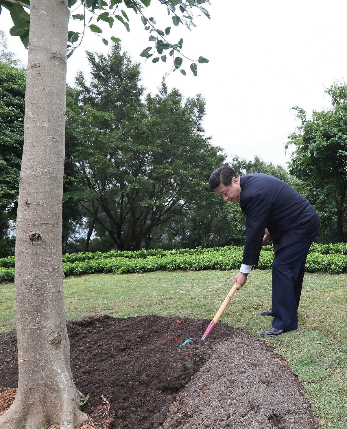  On December 8, 2012, Xi Jinping planted a alpine banyan tree in Shenzhen Lianhuashan Park.